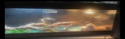 Bearded Dragon reptiles for sale: Bearded Dragon 2YO in London - Advert 5