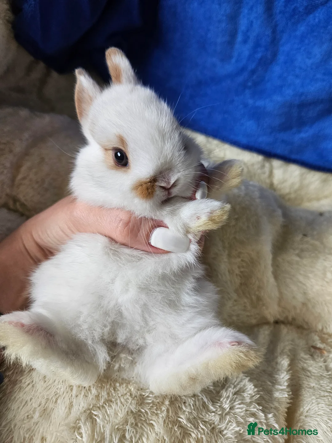 Netherland Dwarf rabbits for sale: Netherland Dwarf bunnies  - Advert 1