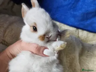 Netherland Dwarf rabbits Netherland Dwarf bunnies - Advert 2