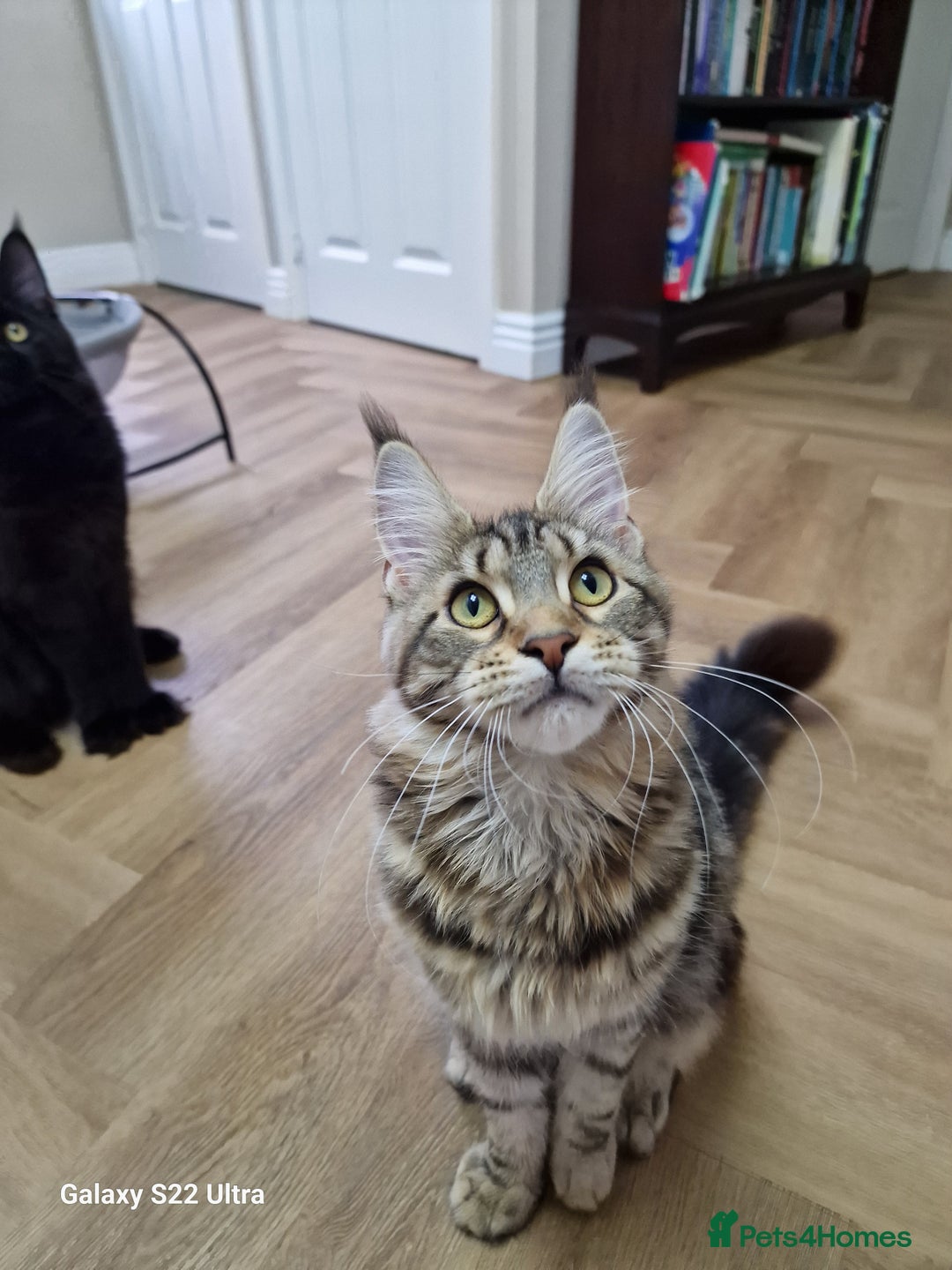 Maine Coon cats for sale: Pure maine coon - Image 23