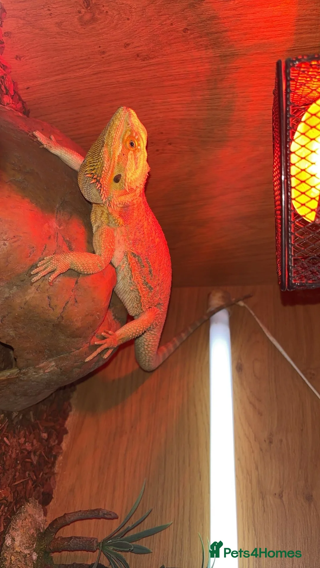 Bearded Dragon reptiles for sale: Female bearded dragon for sale in March - Advert 3