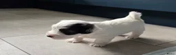 Sealyham Terrier dogs for sale: Sealyham Terrier puppies in Preston - Advert 7