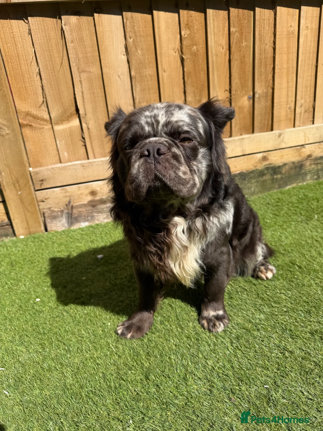 French Bulldog dogs for sale: French bulldog long haired  - Advert 2
