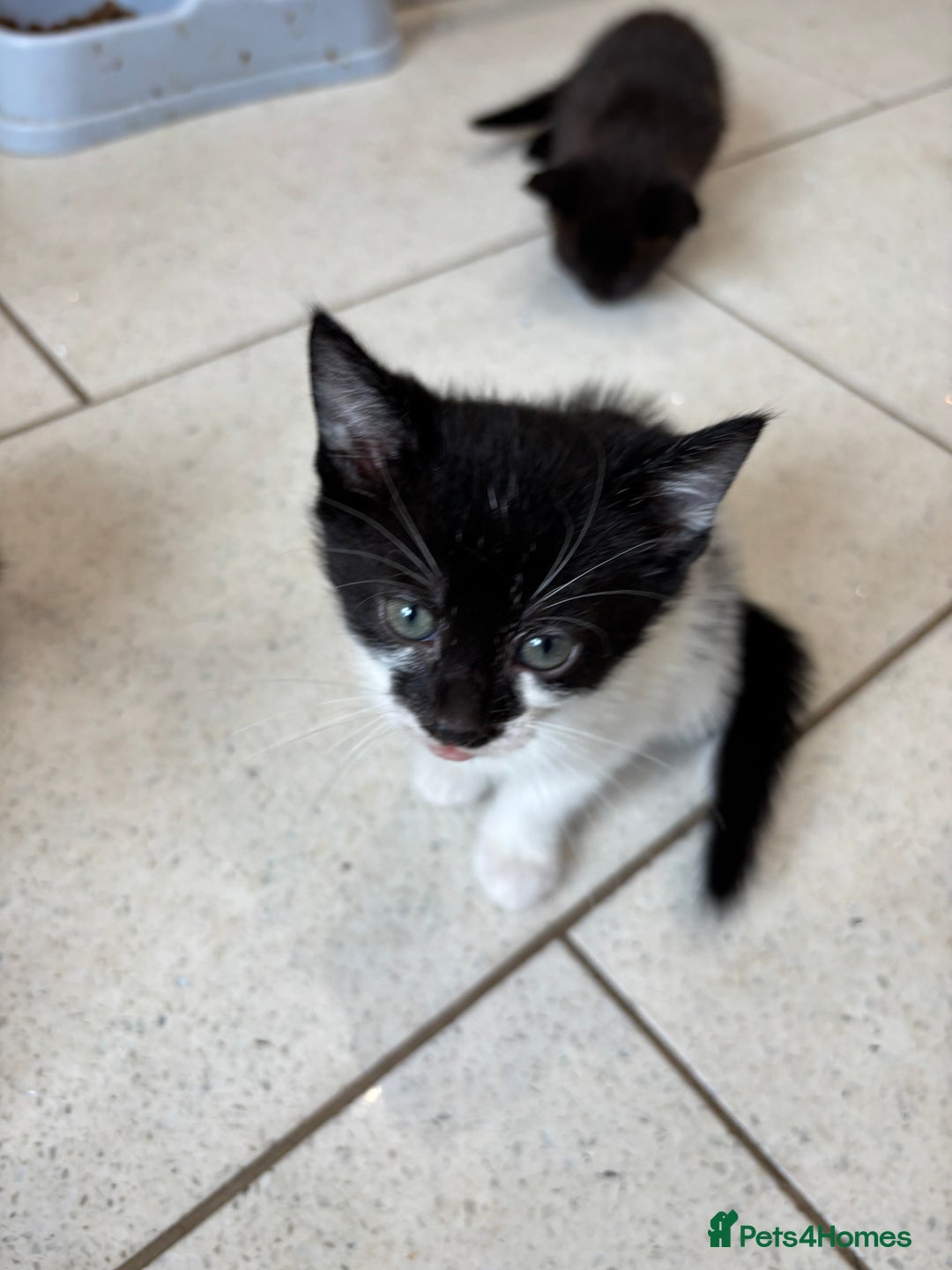 British Shorthair cats for sale: Kittens  - Image 4