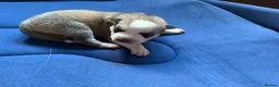 Siberian Husky dogs for sale: Puppies Siberian Husky in London - Advert 3