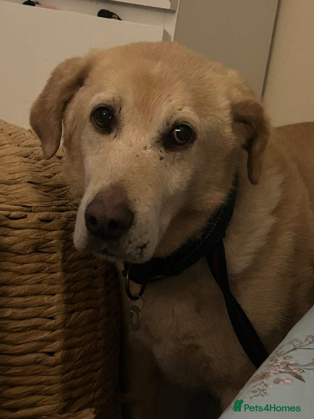 Labrador Retriever dogs for adoption: Rupert - Norwich Norfolk  - Image 14