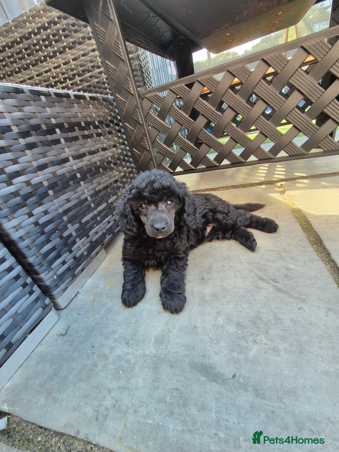 Maltipoo dogs for sale: Maltipoo puppies ready now  - Image 1