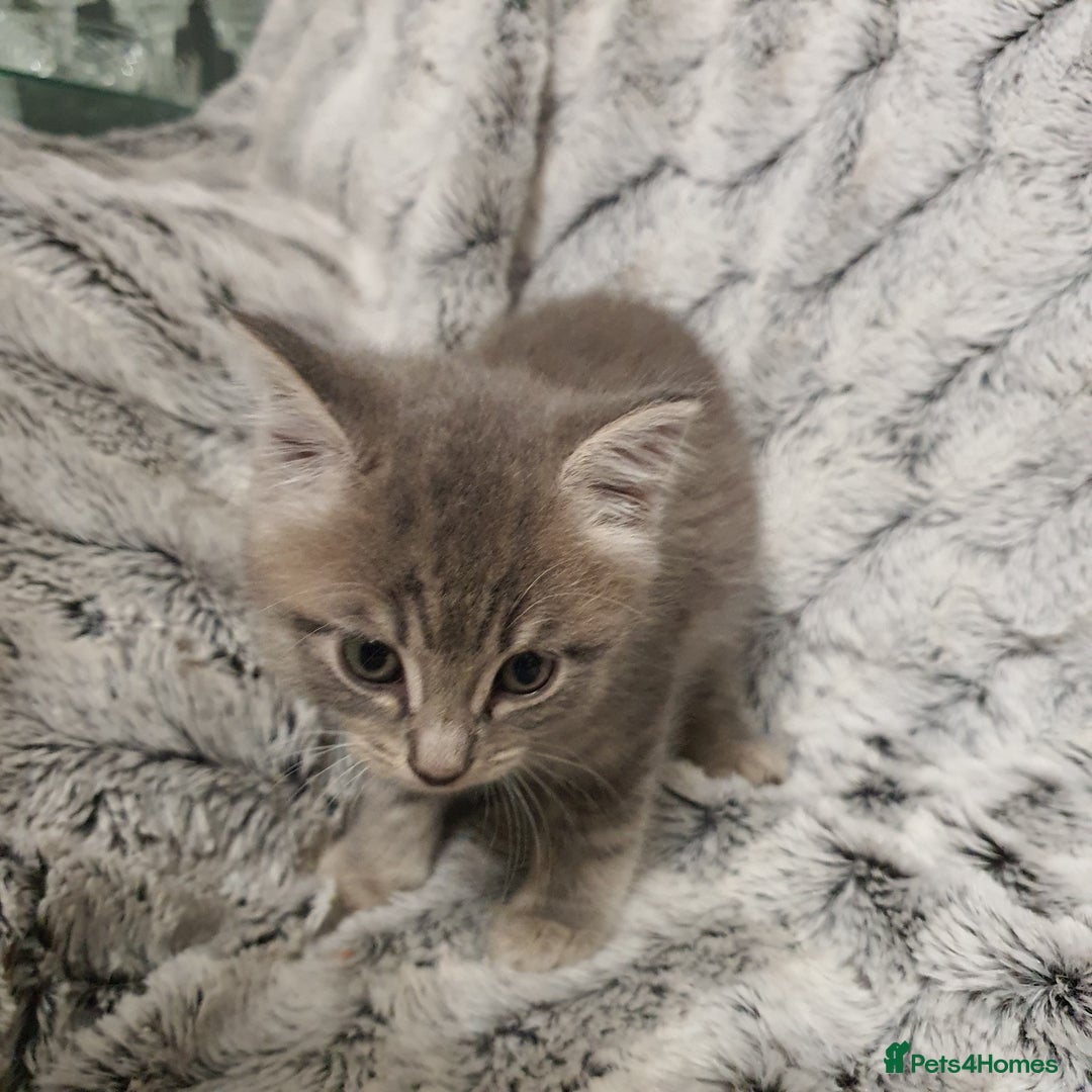 Mixed Breed cats for sale: 5 cute 😍 kittens  - Advert 13