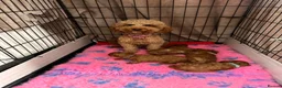 Toy Poodle dogs for sale: Brothers and sisters  - Advert 2