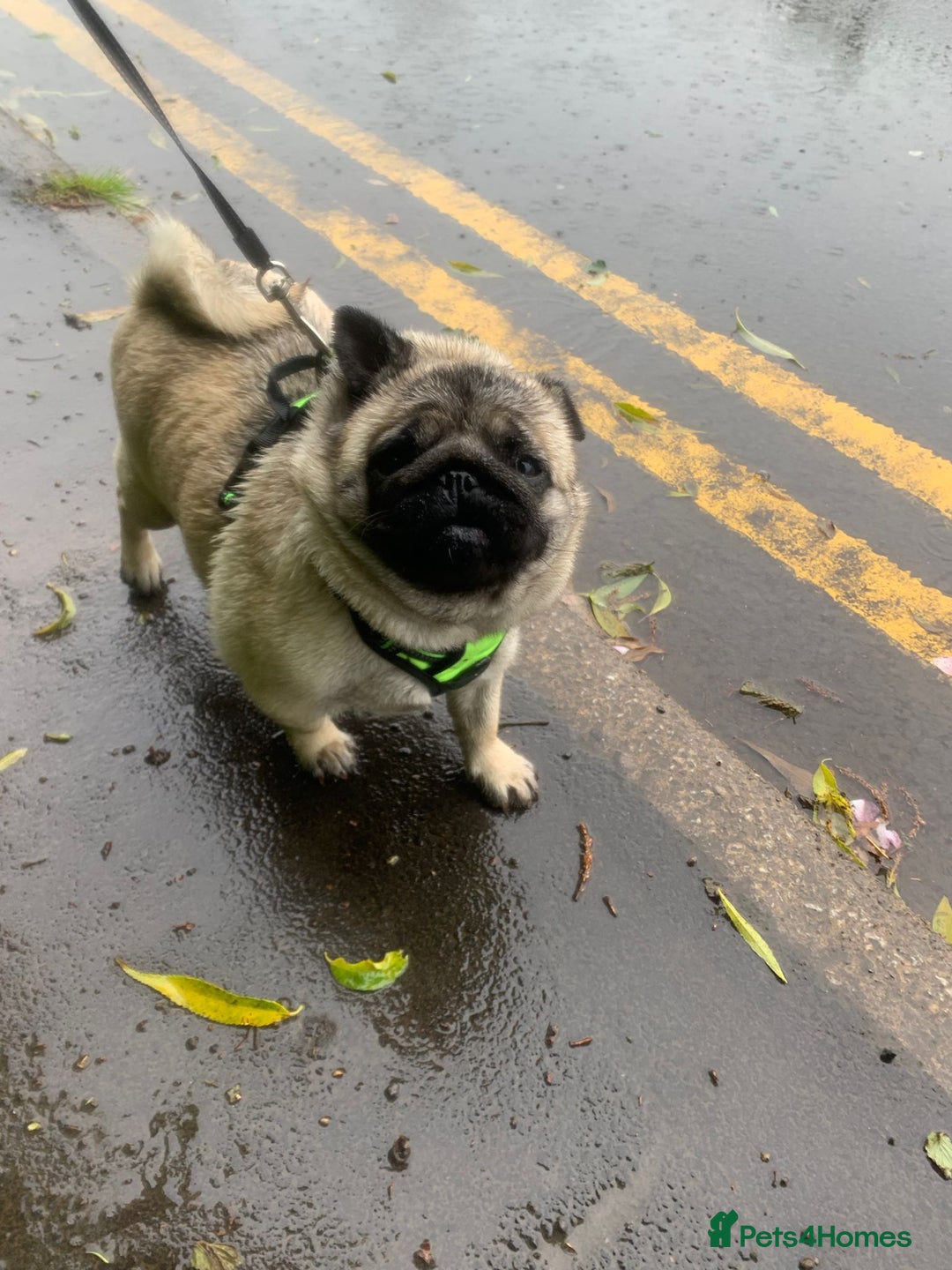 Pug dogs for sale: Grown up pug - Advert 7