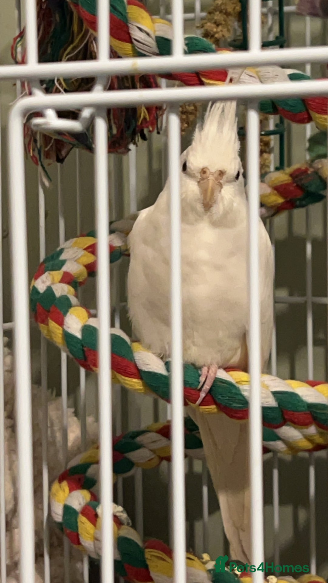 Cockatiels birds for sale: Female cockatiel - Image 2