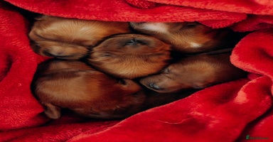 Cavapoo dogs - Advert 4