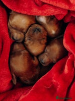 Cavapoo dogs - Advert 16