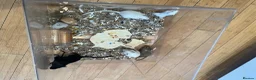 Gerbil rodents for sale: Local London Gerbils for sale - Advert 6