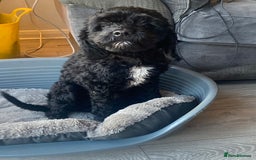 Cockapoo dogs for sale: Wilson  - Image 1