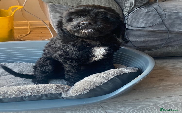 Cockapoo dogs - Advert 1