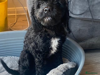 Cockapoo dogs - Advert 2