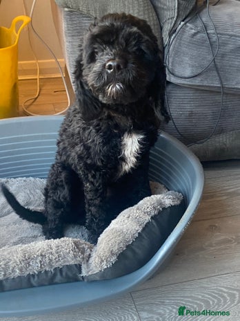 Cockapoo dogs - Advert 1