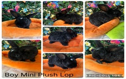 Mini Lop rabbits for sale: ⭐️Pure Breed Mini Plush Lops⭐️ - Image 2