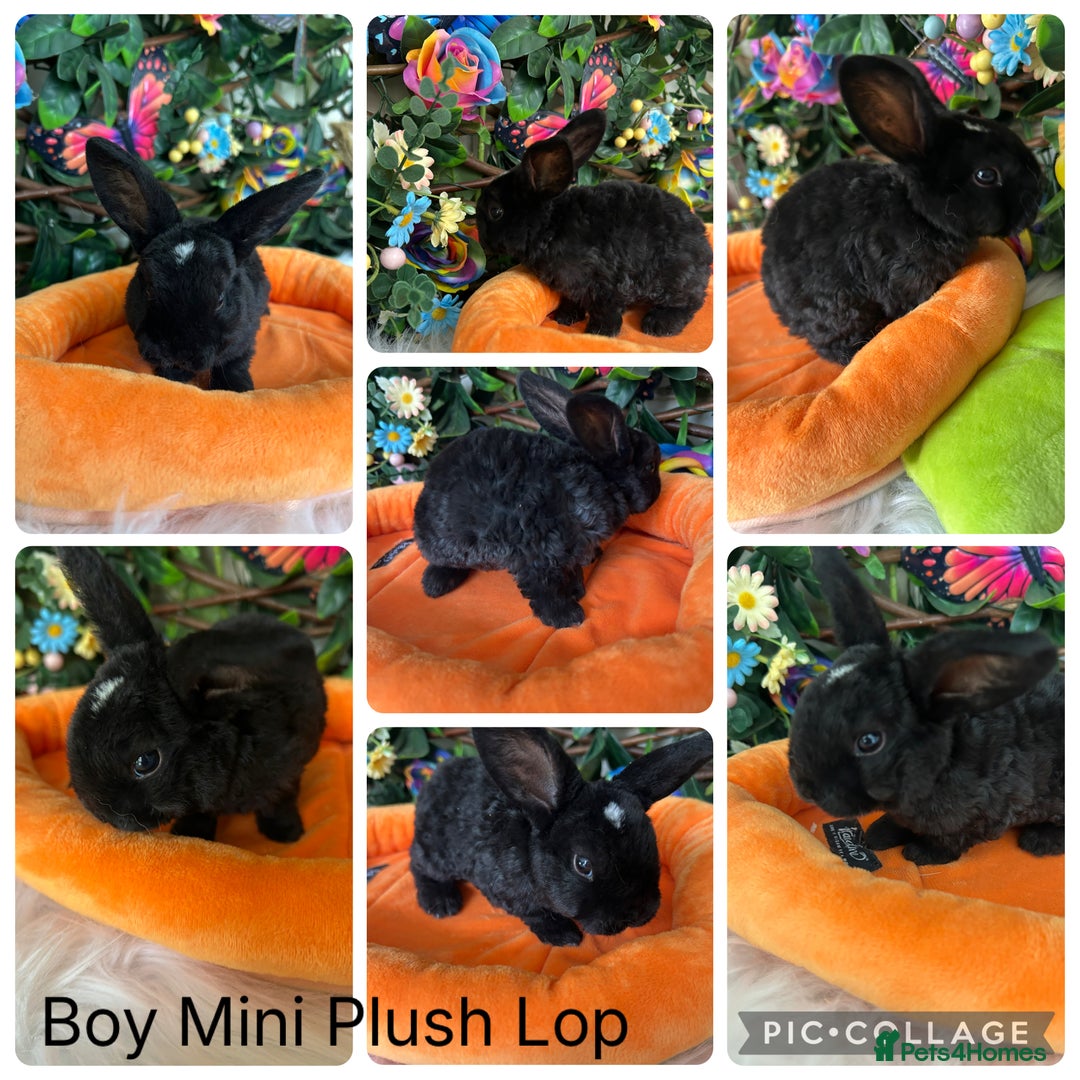 Mini Lop rabbits for sale: ⭐️Pure Breed Mini Plush Lops⭐️ - Image 2