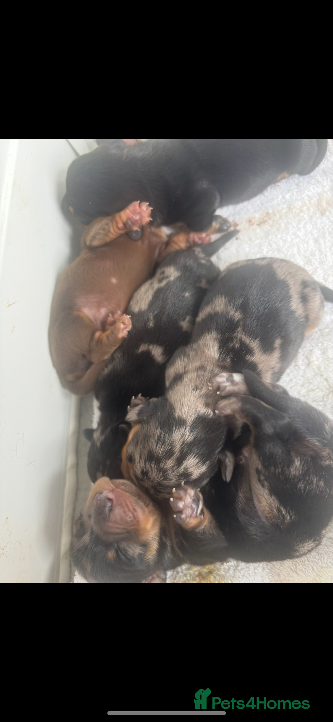 Miniature Dachshund dogs for sale: Beautiful miniature dachshund puppies - Image 2