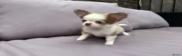 Chihuahua dogs for sale: **PRICE REDUCTION** 🐾🩶 READY TO GO LAST TINY BOY - Advert 13