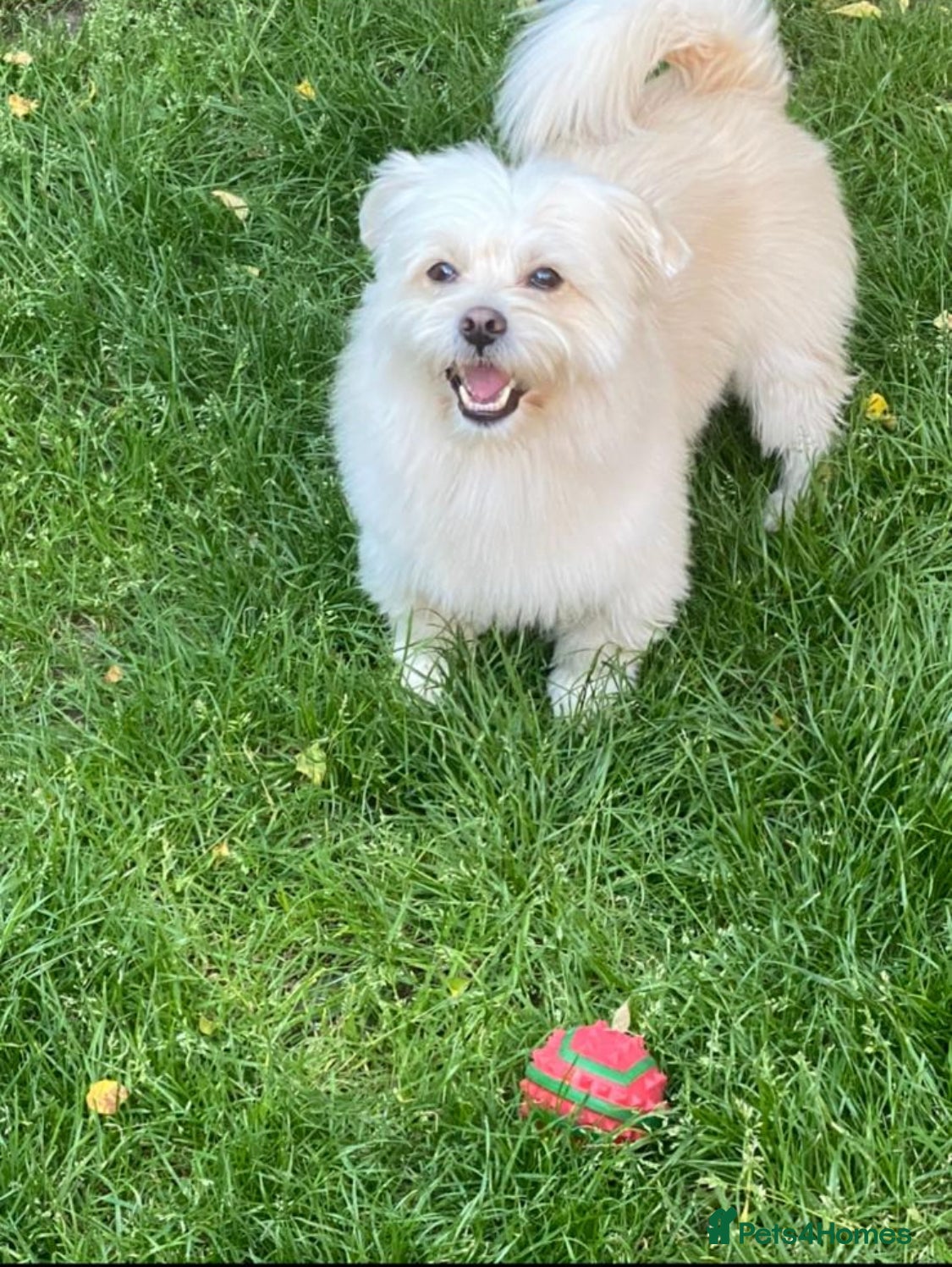 Bichon Frise dogs for sale: Two adorable boys are looking for a forever home🤎 in Bracknell - Advert 10