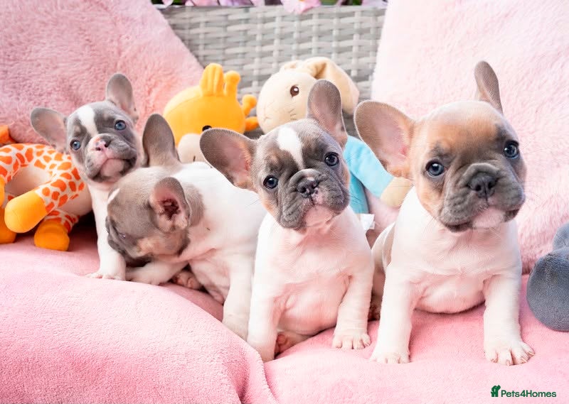 French Bulldog dogs for sale: Stunning litter of pied French bulldogs - Advert 12