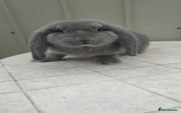 French Lop rabbits for sale: Beautiful french lop boy - Image 1