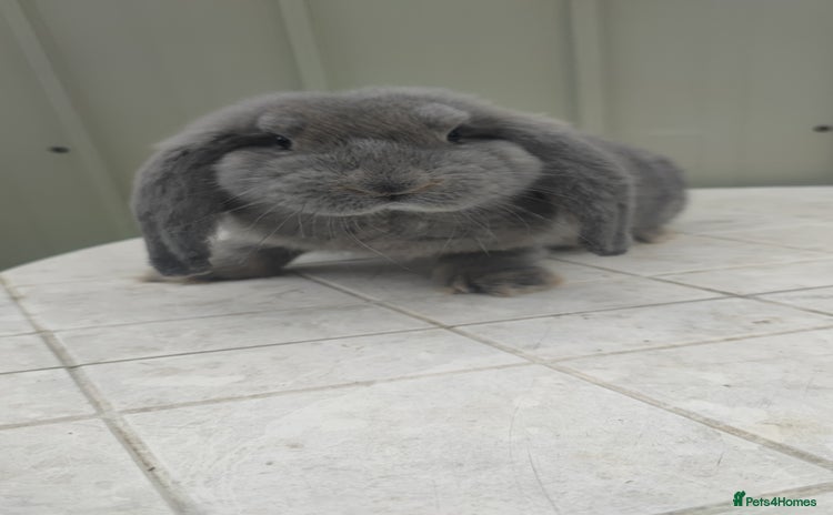 French Lop rabbits - Advert 12