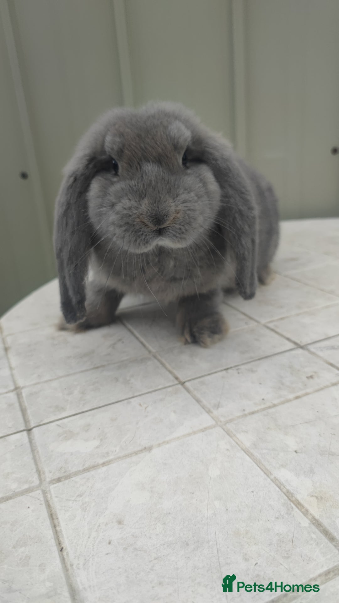 French Lop rabbits for sale: Beautiful french lop boy - Image 1