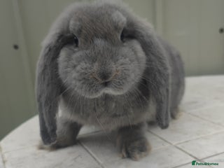 French Lop rabbits - Advert 2