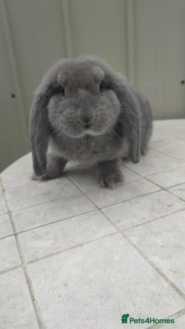 French Lop rabbits - Advert 1