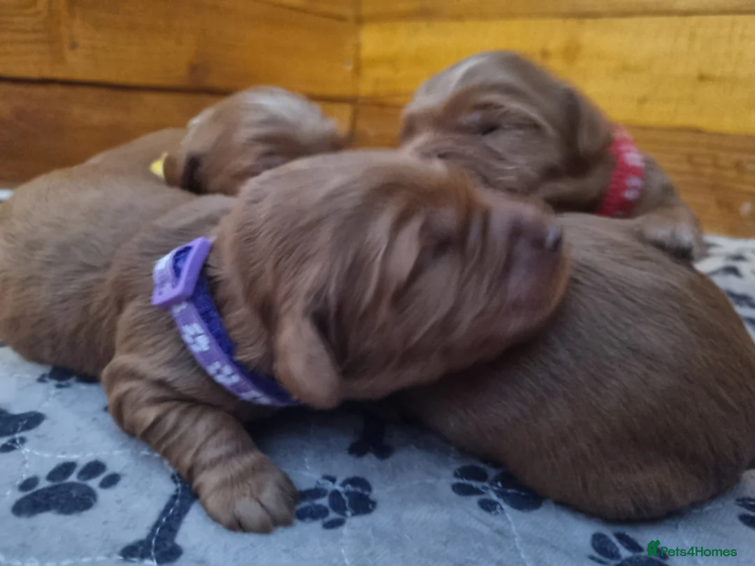 Mini Goldendoodle dogs for sale: F1 Fox Red Health Tested Mini Goldendoodles - Advert 5