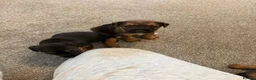 Mixed Breed dogs for sale: Border terrier cross male puppies. - Advert 9