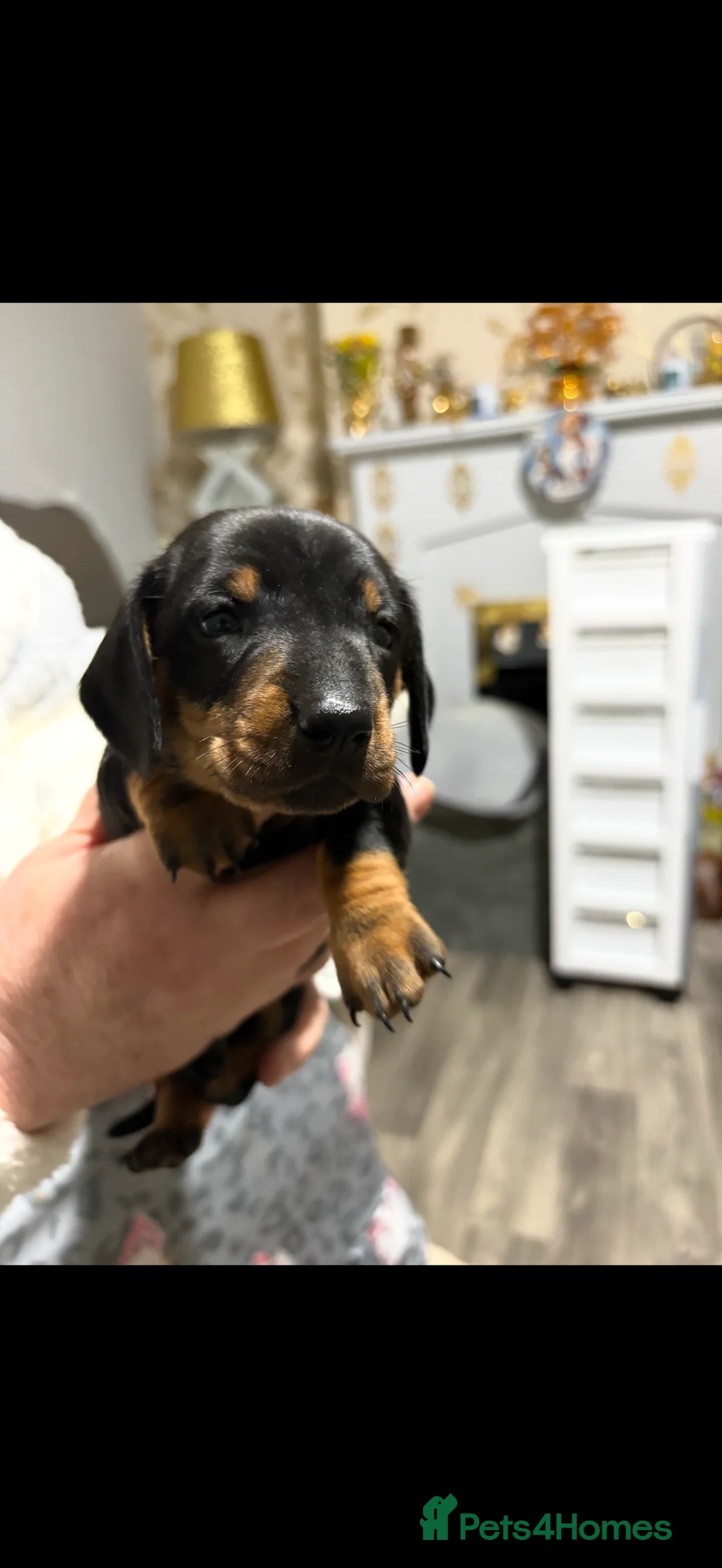 Miniature Dachshund dogs for sale: Beautiful miniature dash hounds pure black tans  - Advert 3