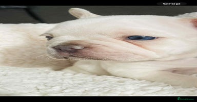 French Bulldog dogs KC registered puppies for sale - Advert 8