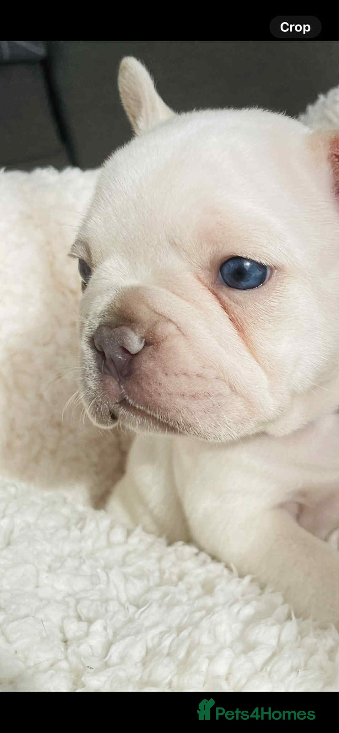 French Bulldog dogs for sale: KC registered male ready to leave now:) - Advert 4