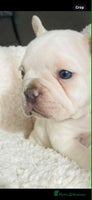 French Bulldog dogs KC registered puppies for sale - Advert 7