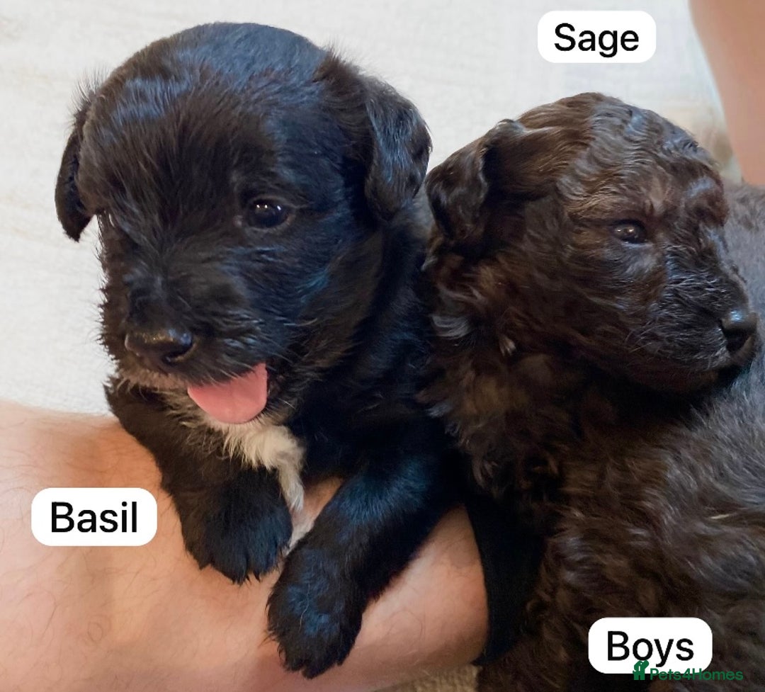 Mixed Breed dogs for sale: Gorgeous Cockapoo/Jackapoo Puppies - Image 3