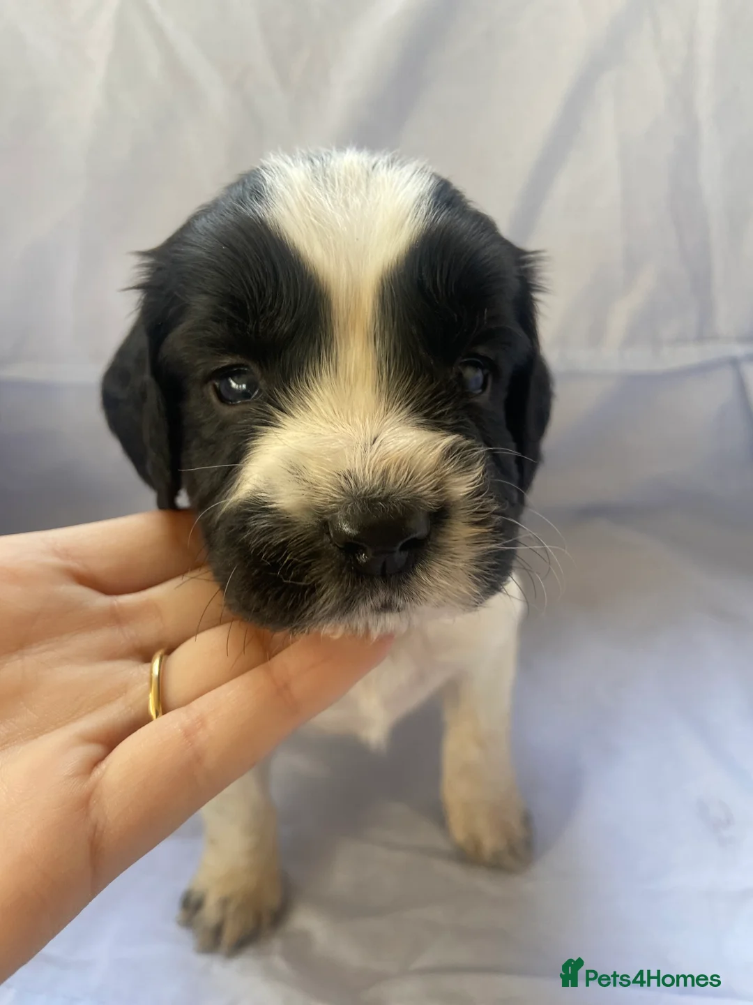 Cocker Spaniel dogs for sale: Working type Cocker Spaniel Puppies 🐶🐾  - Advert 14