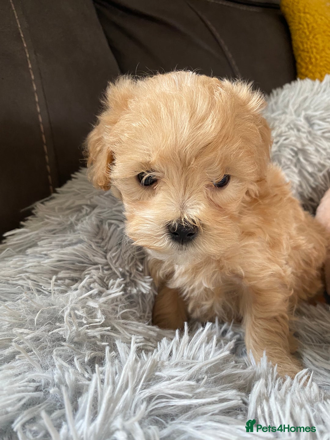 Maltipoo dogs for sale: Tiny Maltipoo Puppies - Image 9