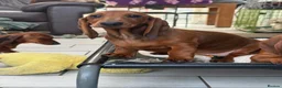 Dachshund dogs for sale: Beautiful standard Girl  - Advert 5
