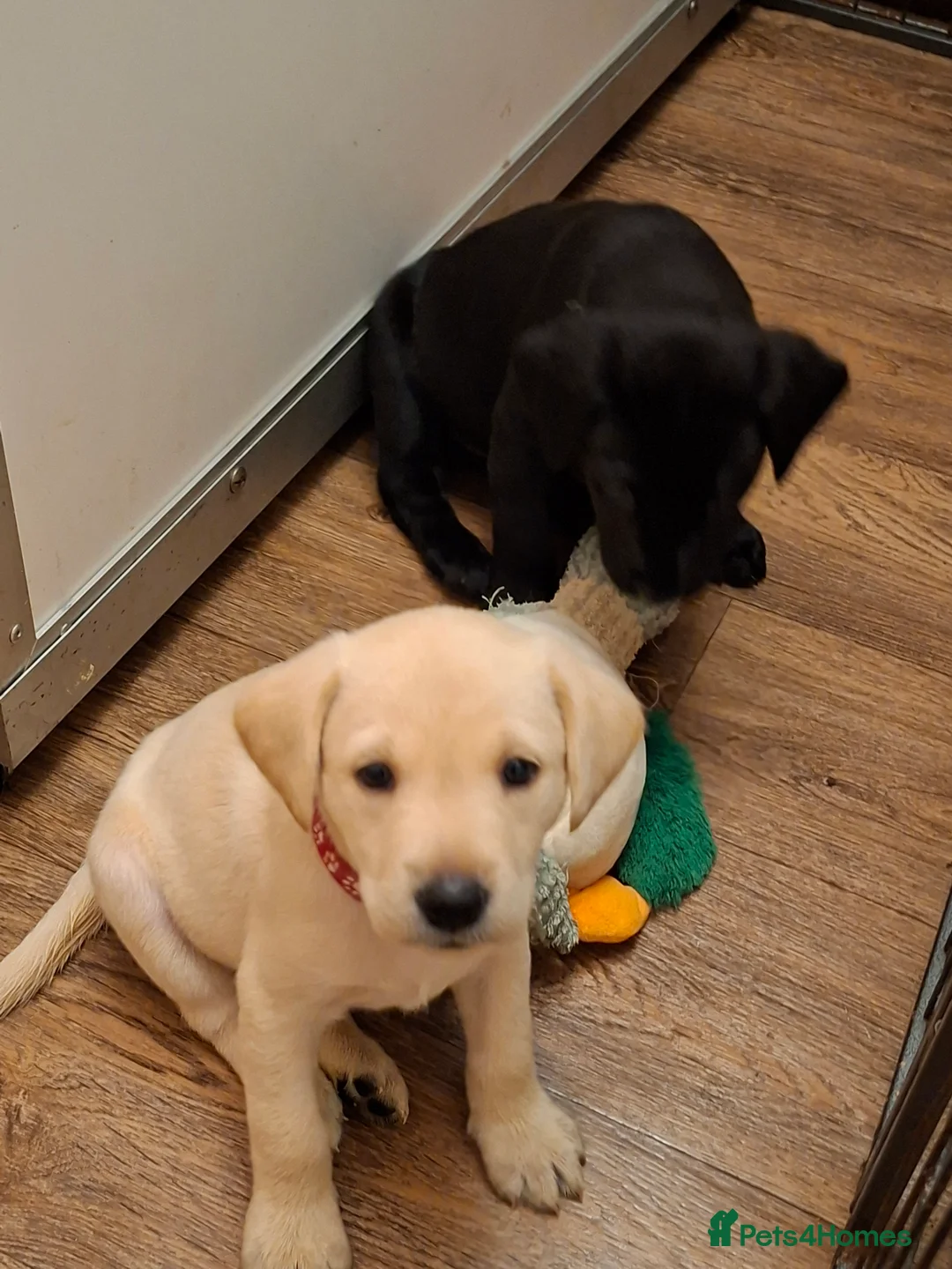 Labrador Retriever dogs for sale: Labrador Retriever litter - Advert 22