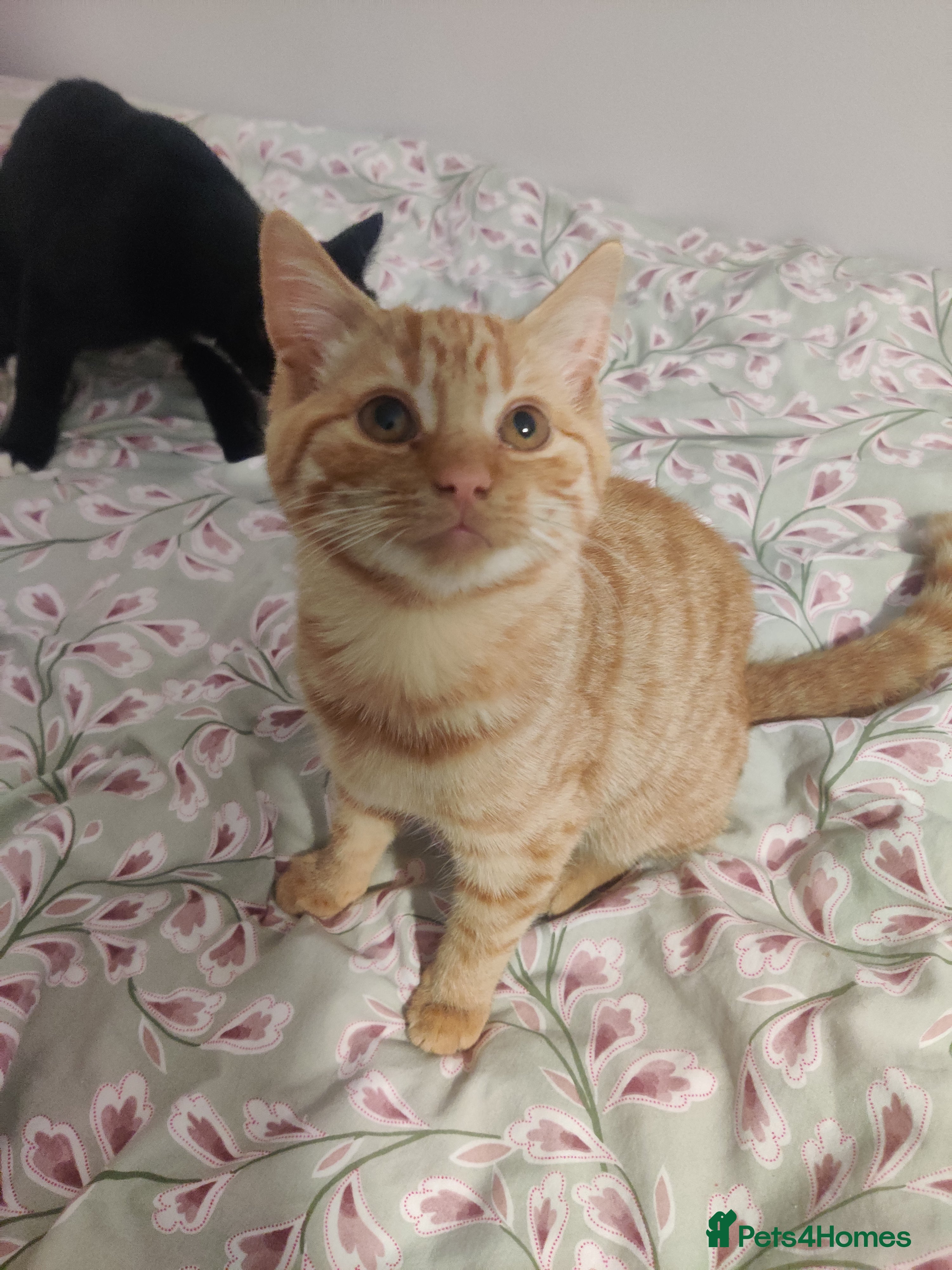 Domestic Shorthair cats Ginger, black+white kittens 5 months old for sale - Advert 17