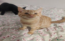 Domestic Shorthair cats for sale: Ginger, black+white kittens 5 months old for sale - Image 1