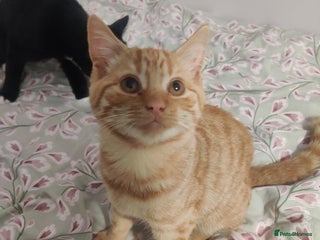 Domestic Shorthair cats - Advert 2