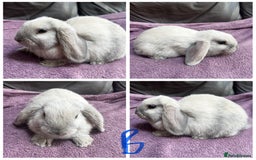 Mini Lop rabbits for sale: 4 gorgeous boys left from litter of 7!  - Image 2