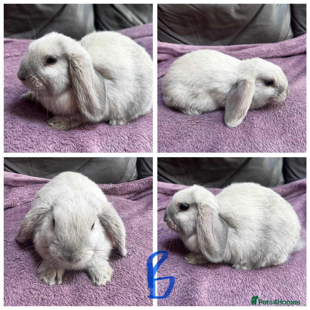 Mini Lop rabbits for sale: 4 gorgeous boys left from litter of 7!  - Image 2