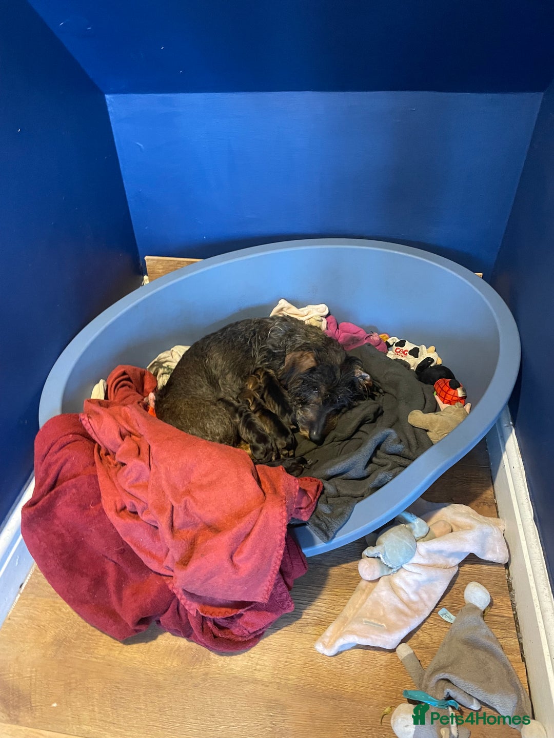 Dachshund dogs for sale: KC Register Standard Wirehaired Dachshund Puppies in Lincoln - Image 25